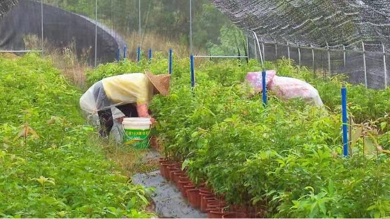 廣東南雄加快國家儲備林苗圃基地建設 助力實現「雙碳」戰略目標