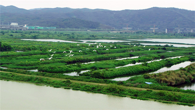 粵港澳動物科學專家學者為橫琴生態建設獻計