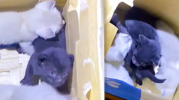 有片｜4幼貓疑乘新加坡貨機「偷渡」來港 漁護署：檢疫後會安排領養