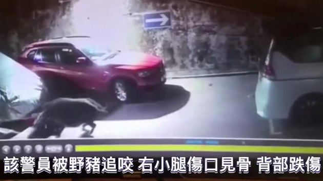 有片 | 警員遭野豬追咬傷口見骨 驚險畫面曝光