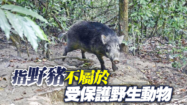 漁護署回應刪除野豬為「受保護野生動物」內容：修正錯誤資料 