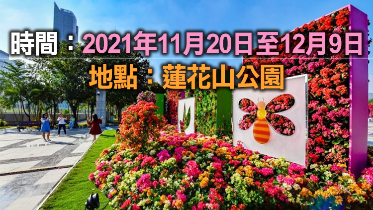 周末去賞花！深圳簕杜鵑花展11月20日開啟