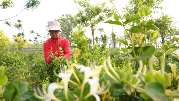 河北內丘縣「中藥材產業助力鄉村振興發展」系列報道之六：與中科大合作種植富硒金銀花1000畝