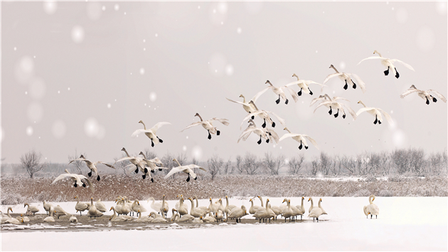 鳥類增加98.4%，黃河口國家公園進入創建實施階段