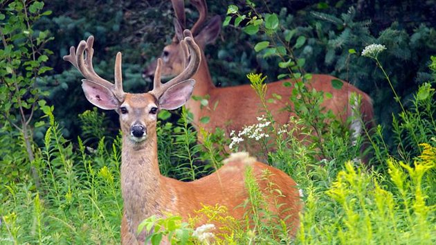 加拿大首次在野生動物身上檢測出新冠病毒