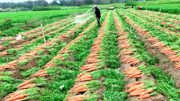 韶關曲江「小人參」大豐收  保障灣區「菜籃子」供應