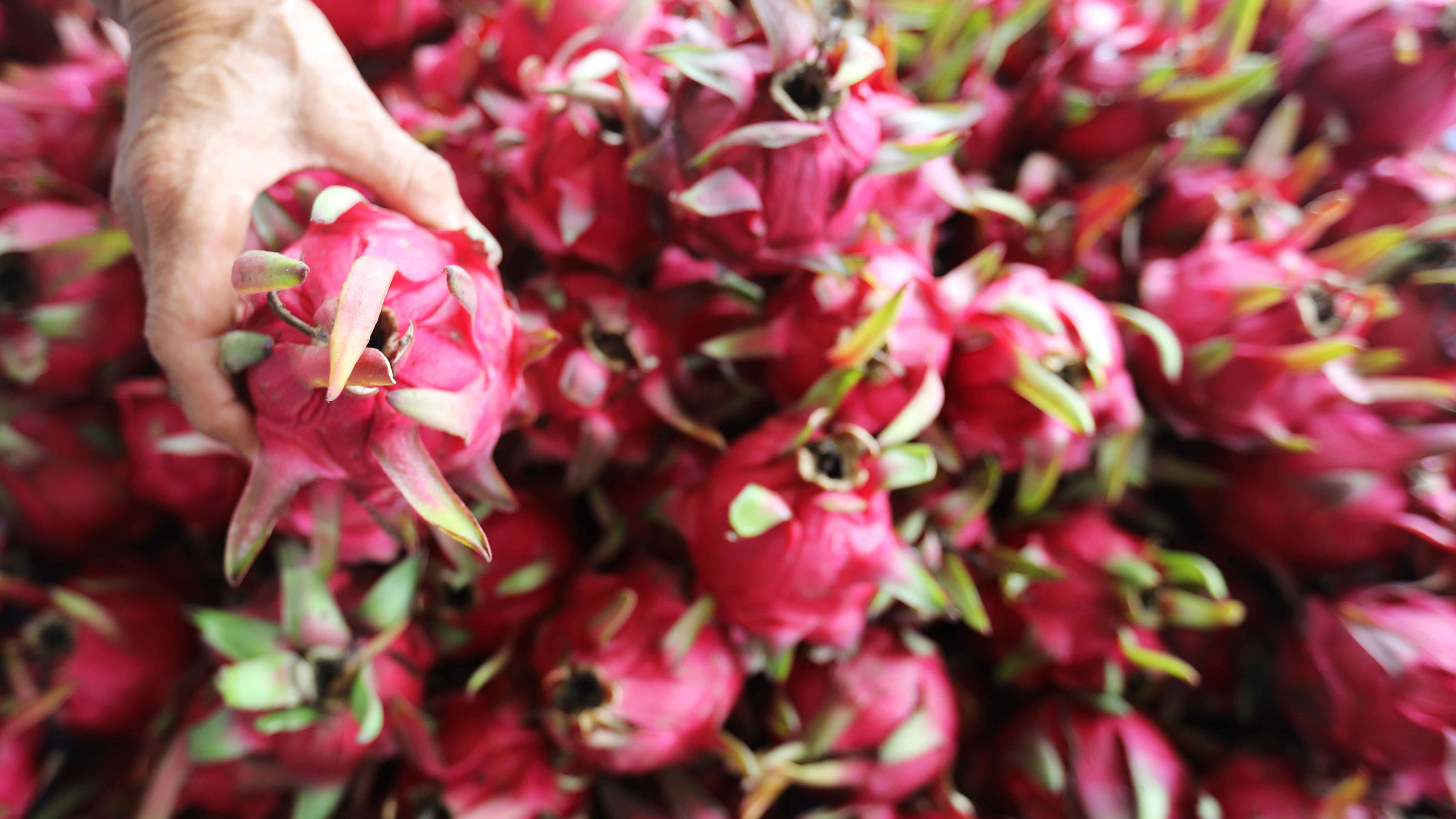 浙江發現一份進口火龍果樣本核酸弱陽