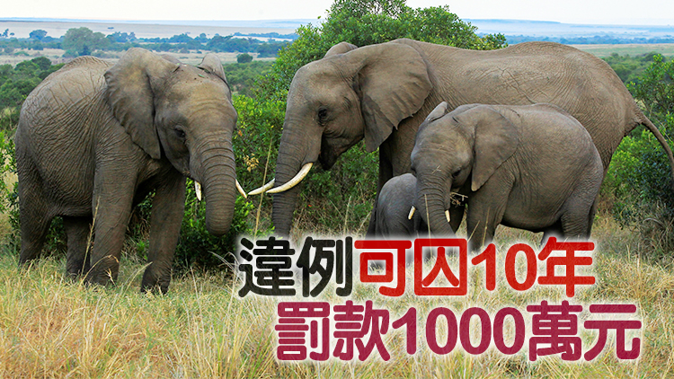 除古董象牙外 香港即日起全面禁止象牙貿易