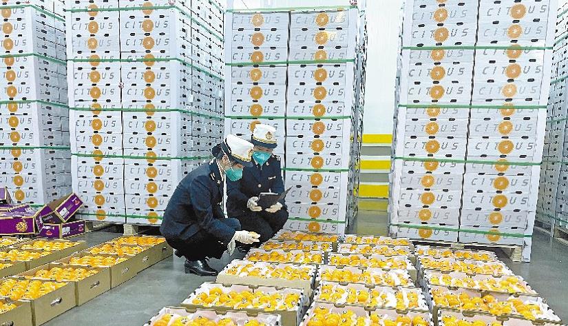 保障港「菜籃子」「果籃子」供應 深海關「7×24」響應企業申報