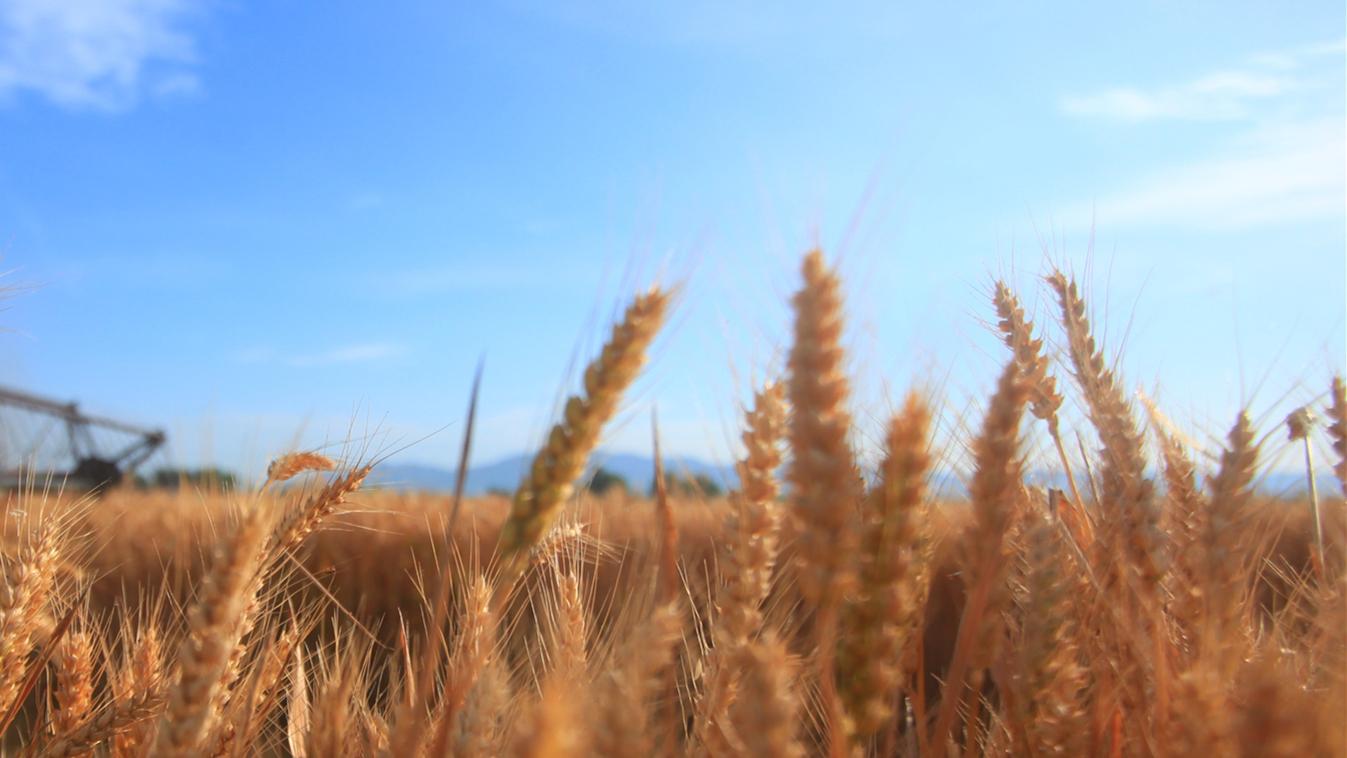 俄烏局勢波及全球農產品市場 或進一步推高食品價格