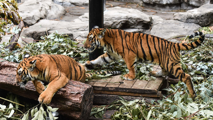 廣東將深入推進華南虎等珍稀瀕危物種保護