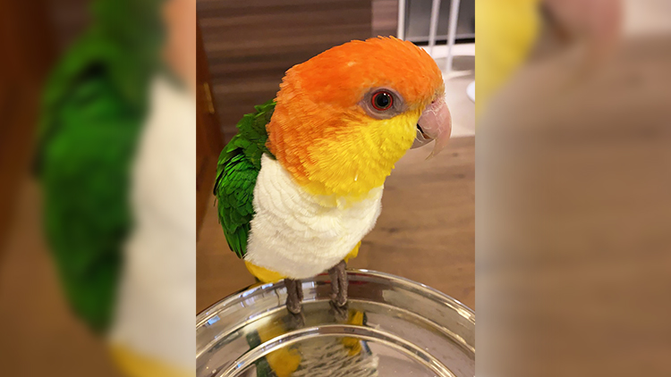 大埔37歲男子扼死鸚鵡 涉殘酷對待動物被捕