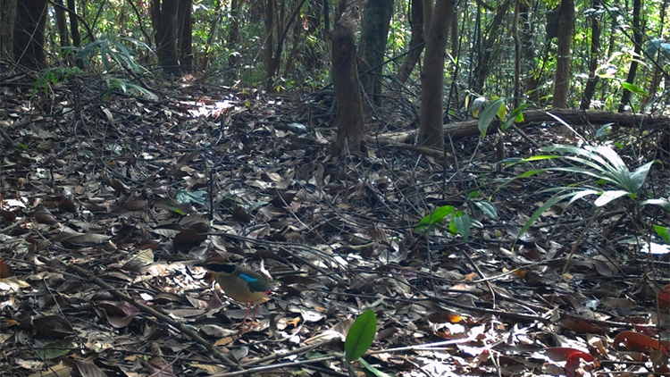 有片 | 韶關始興南山自然保護區首次發現「鳥中仙女」仙八色鶇