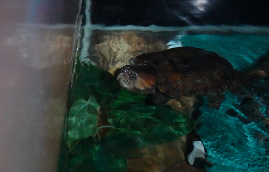 有片 | 55隻具保育價值走私龜平安抵達歐洲