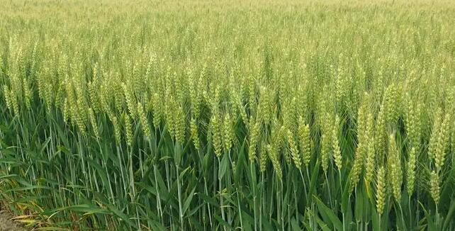 俄烏等國出口禁令頻出 全球糧食危機擔憂加劇