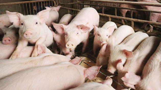 發改委：政府收儲 穩定生豬基本產能