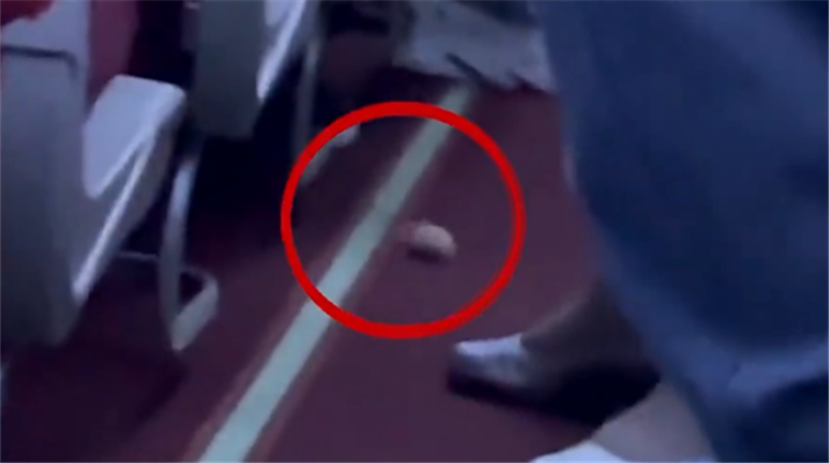 海南航空回應「客艙倉鼠亂竄」：係旅客私自帶上機