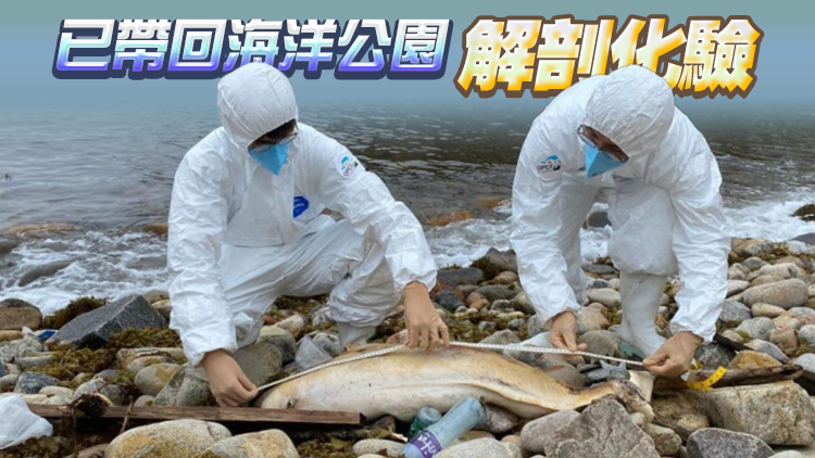 清水灣一年幼江豚擱淺 為本年度第10宗