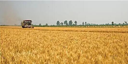 芝加哥農產品期價23日漲跌不一