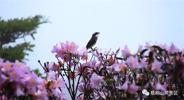 2022梧桐山第七屆毛棉杜鵑花會雲開啟