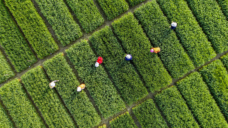 《求是》4月1日將發表習近平重要文章