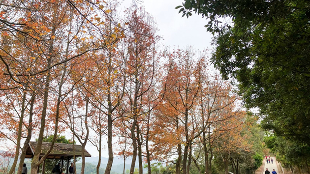 漁護署郊野公園打擊違反防疫 發3罰票對49人執法