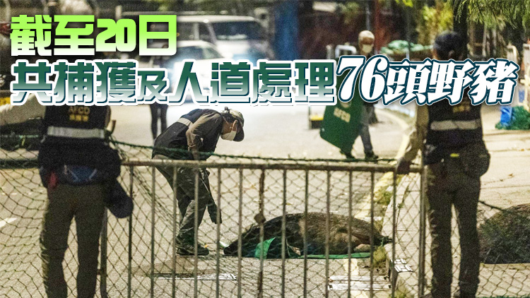 漁護署東區柏架山道捕捉兩頭野豬 涉搶奪食物