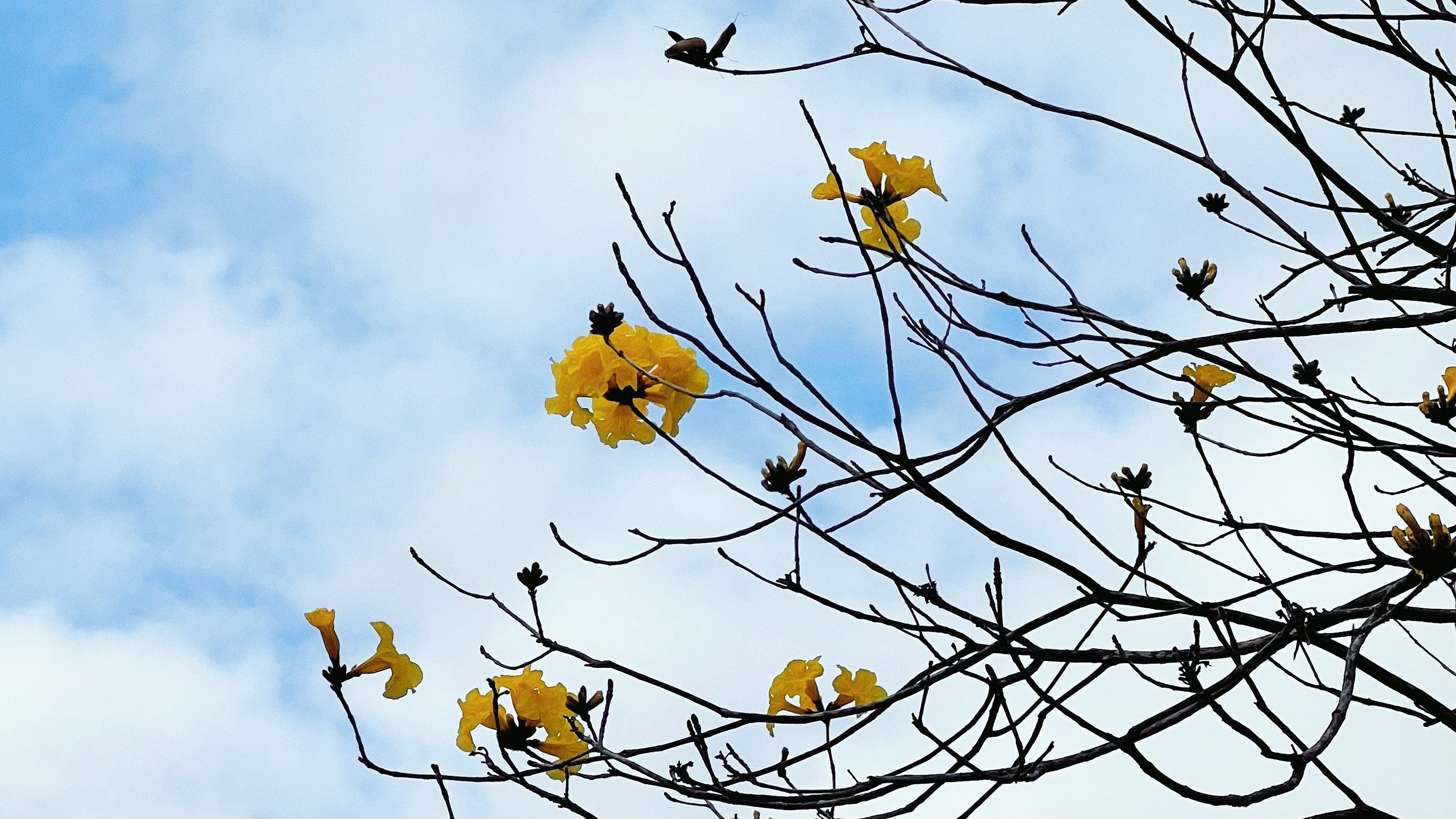 【詩歌】不要總是在乎春天的臉色（外五首）