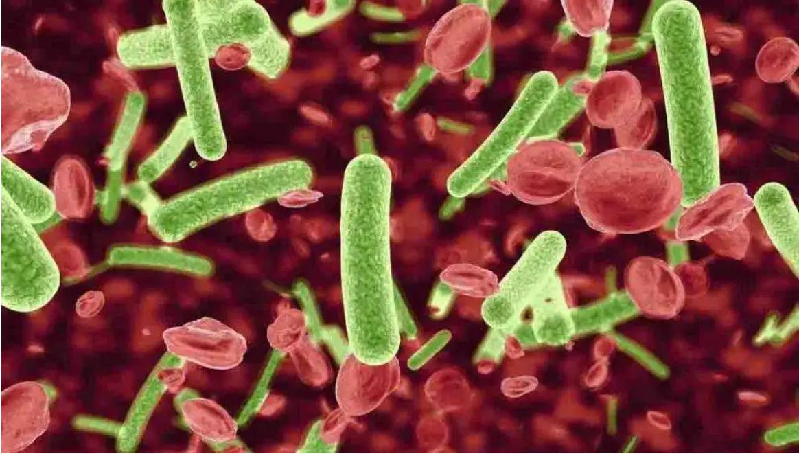 多國暴發巧克力相關沙門氏菌疫情 部分產品已銷往中國