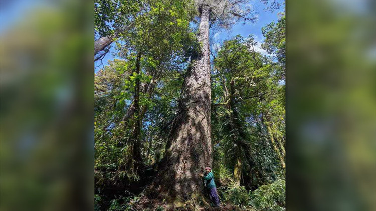 西藏墨脫縣76.8米不丹松成為中國新「樹王」