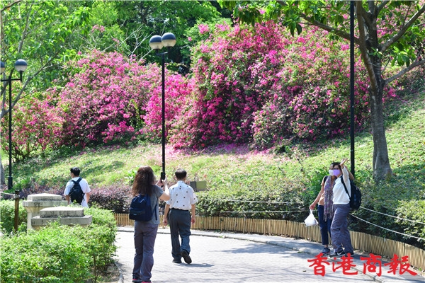 圖集丨青衣公園生機盎然 片片花海耀眼璀璨