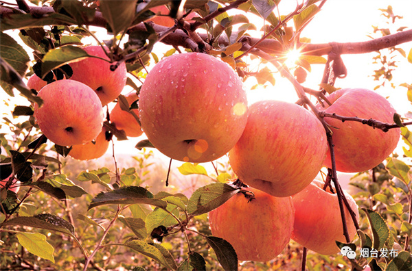 「泰山品質」數量山東第一！煙台品牌鑄就金字招牌