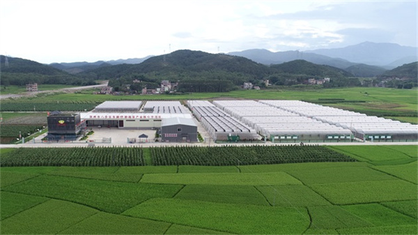 「百年菜鄉」廣西賀州認定18個粵港澳大灣區「菜籃子」