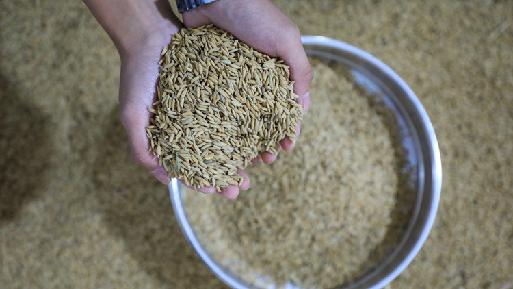 世行：未來15個月投300億美元解決糧食不安全問題