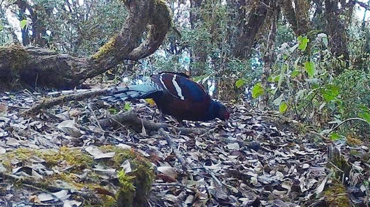 國家一級保護動物黑頸長尾雉頻現雲南昌寧