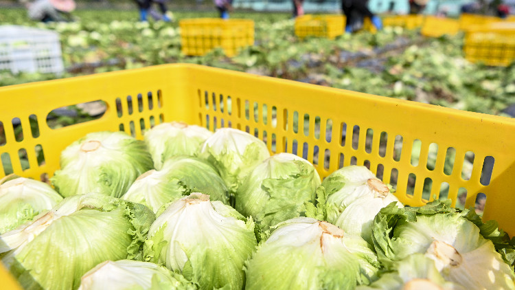 廣東開通「綠色通道」助新鮮蔬菜供港通關提速