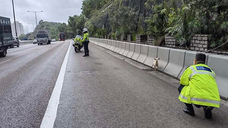 小羊誤闖公路 交警及時救回