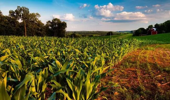芝加哥農產品期貨6日全線上漲