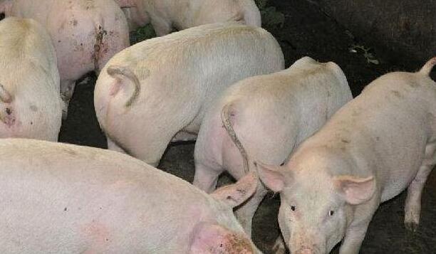 國家統計局：6月中旬生豬(外三元)價格環漲3.8%