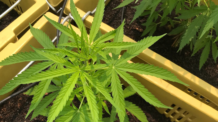 聯合國：大麻使用量增加致抑鬱症及自殺風險上升