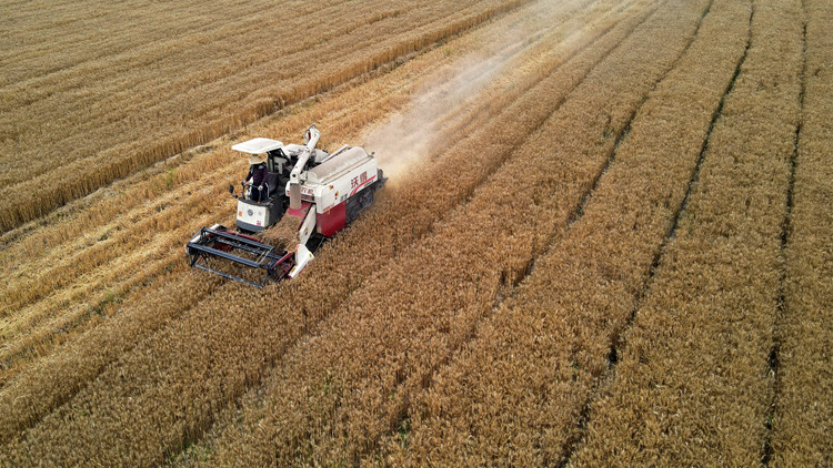 習近平回信勉勵種糧大戶 帶動廣大小農戶多種糧種好糧 一起為國家糧食安全貢獻力量