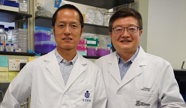 港大科大研究證明廣譜中和抗體可保護倉鼠免受Omicron變異株感染