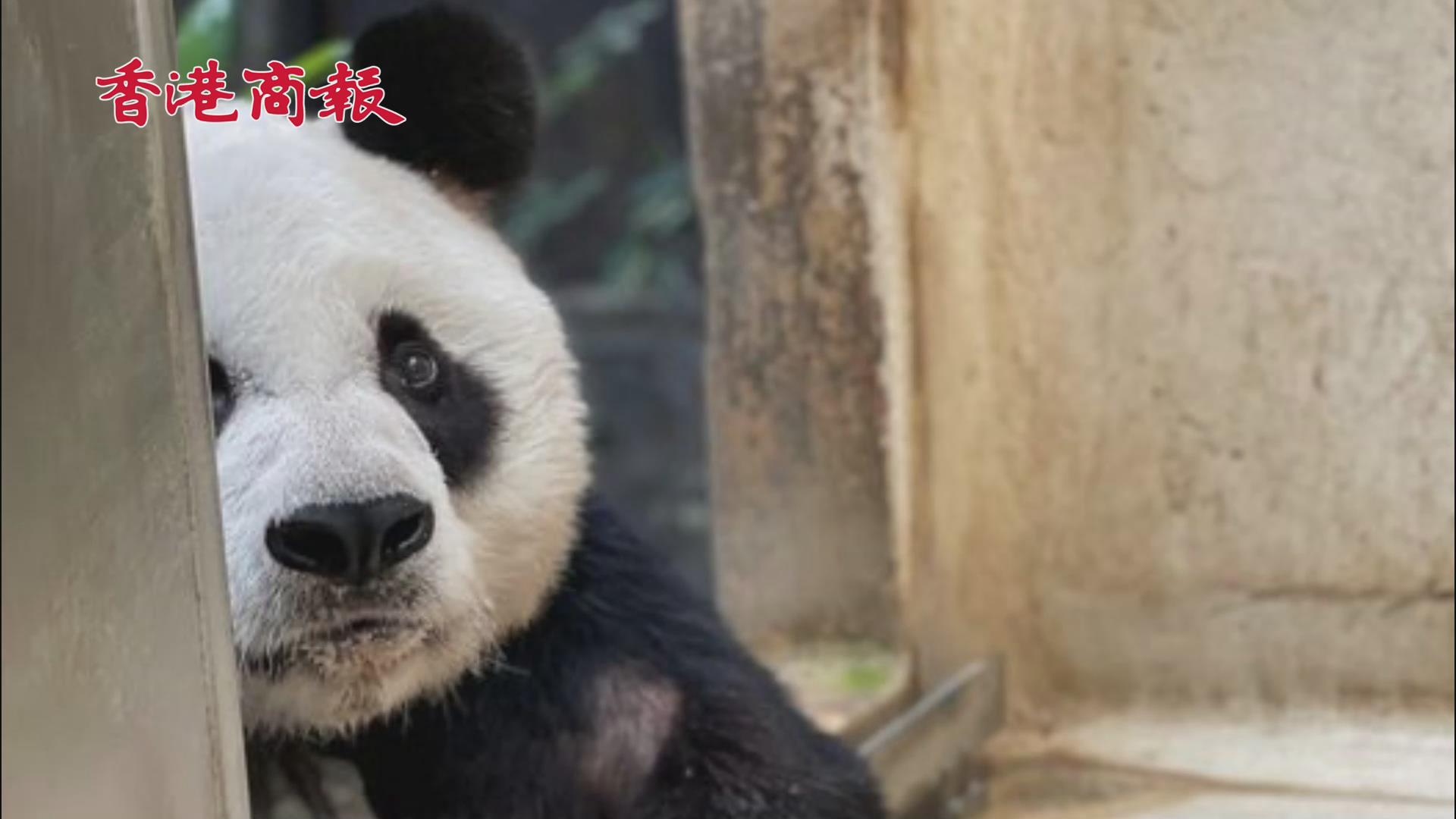 有片丨大熊貓安安食慾不振 李家超籲市民齊齊集氣 網友紛紛送祝福