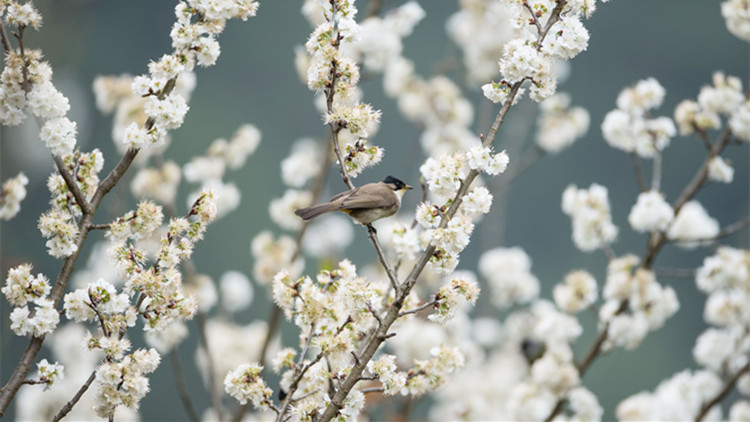死去的小鳥「傳播猴痘病毒」？真相是......