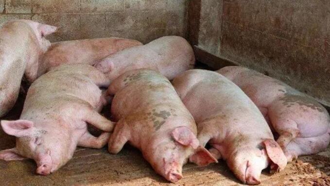 印度多地暴發非洲豬瘟疫情