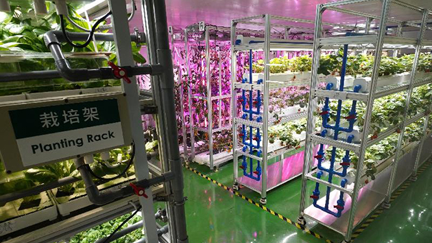全環控水耕研發中心第二期投入運作 成功栽培3種農作物