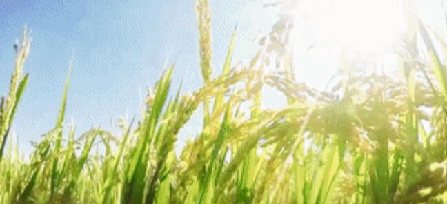 大米界的「白富美」：吉林大米分外香