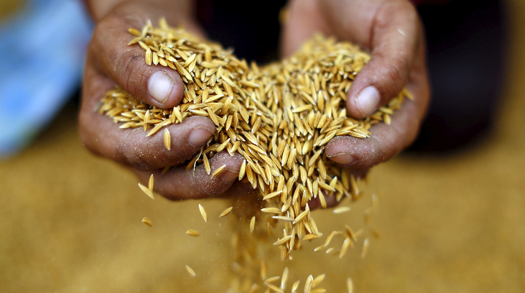 泰國今年前8個月大米出口居全球第二位 僅次於印度