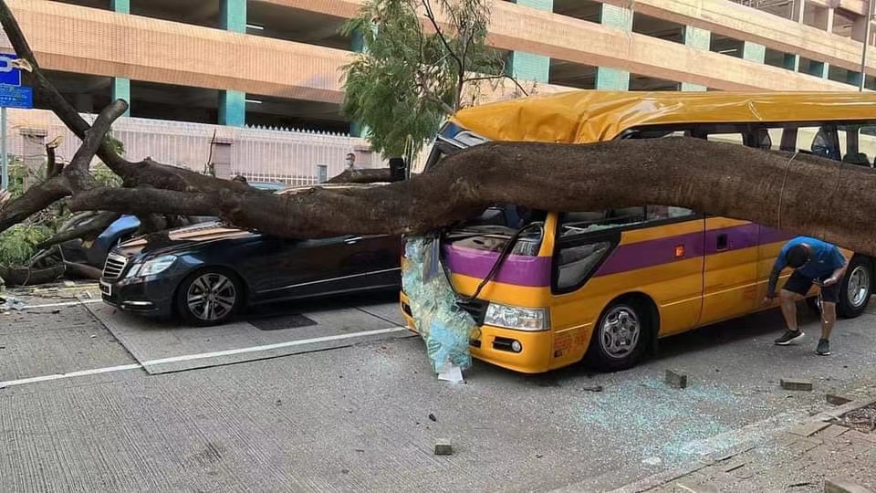 何文田塌樹壓中校巴及3輛私家車 校巴司機受傷