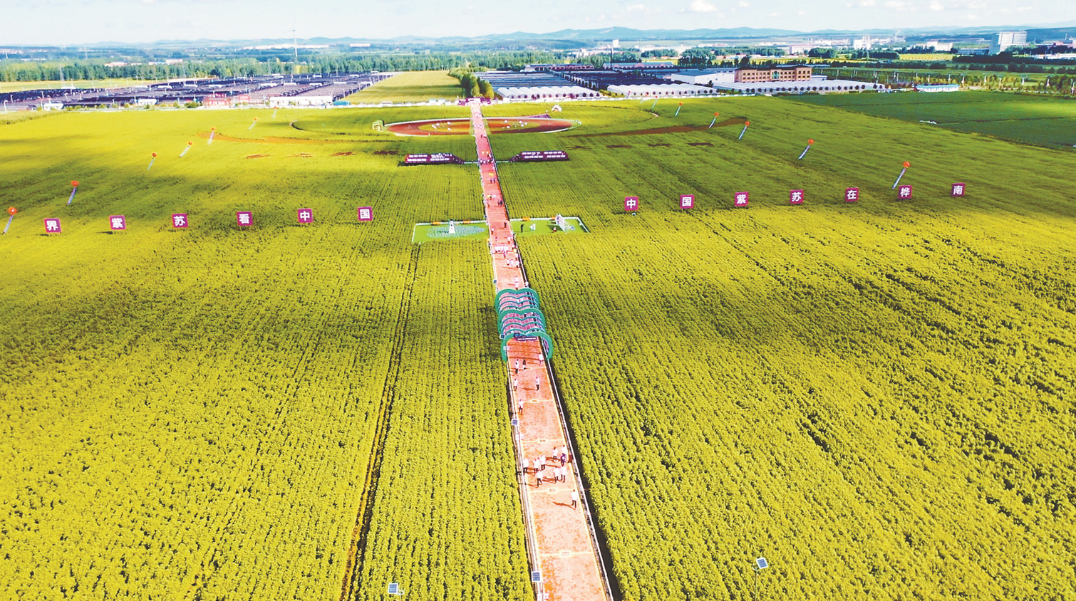 樺南紫蘇：驚艷華夏 飄香世界